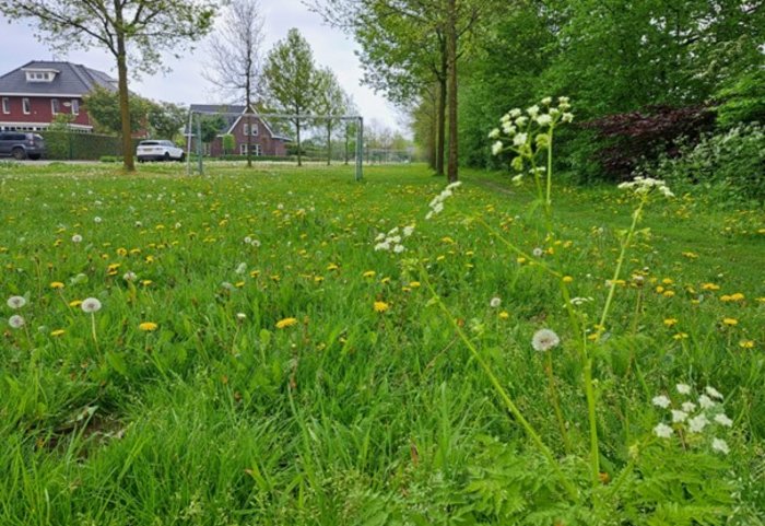 grasveld Alphen-Chaam