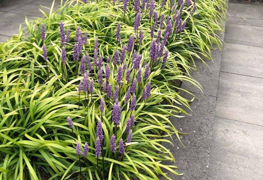 Leliegras