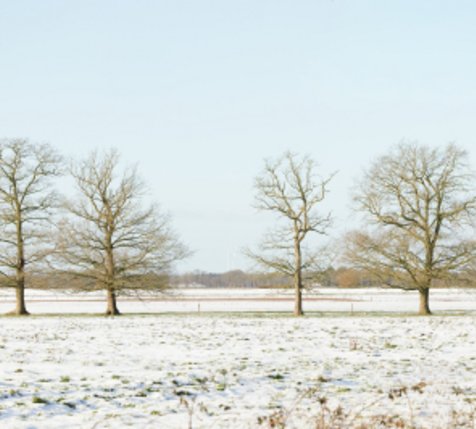 sneeuw landschap