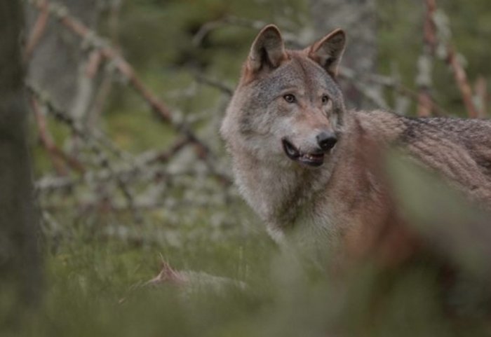 wolf